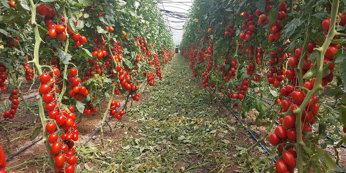 Pomodoro Attrio F1, presentata la novità di Nunhems 